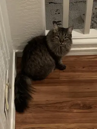 Maggie