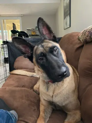 Ryker - Located in CO