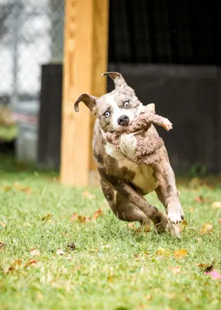Aspen in Tyner NC