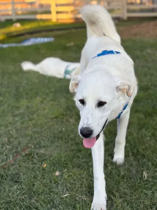 Duke