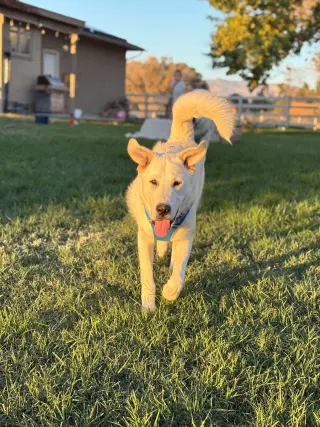 Duke