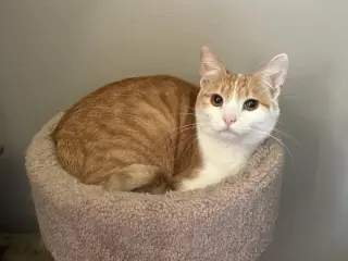 Norman