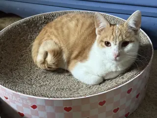 Norman