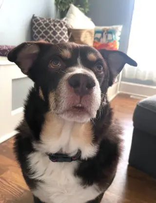 Rico