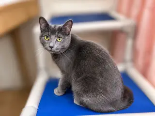Pixel, Willow Grove PS, (FCID 09/23/2025-121)