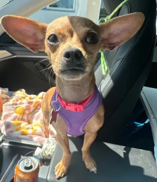 Chia