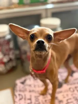 Chia