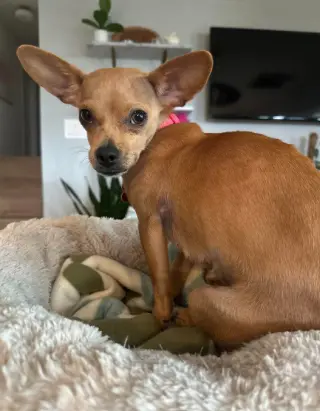 Chia