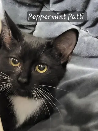 Peppermint Patti