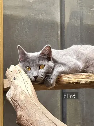 Flint