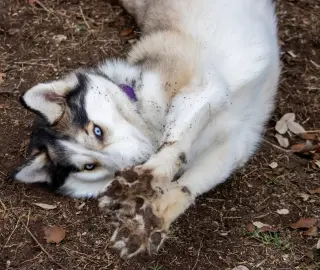 Harper