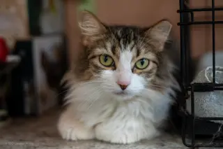 Zahara
