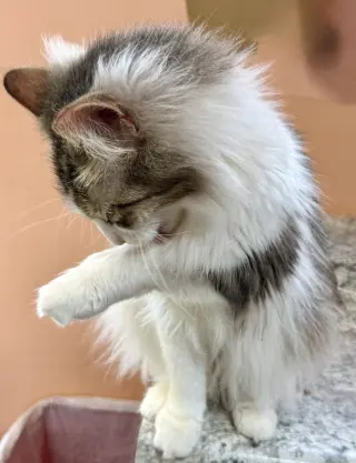 Zahara