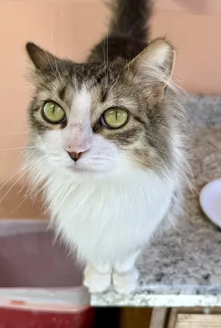 Zahara