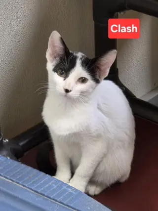 Clash