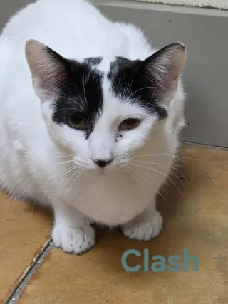 Clash