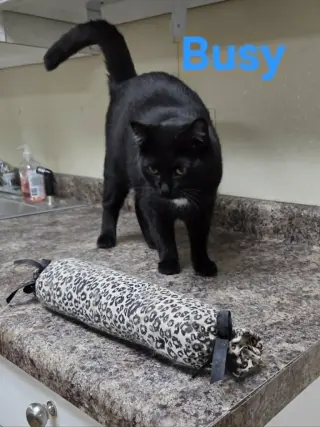 Busy