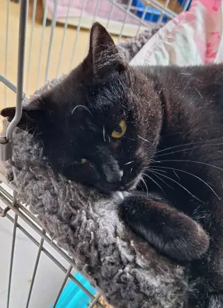Licorice