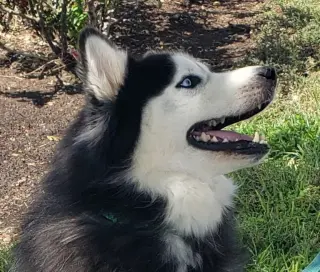 Charles #husky-poster-dog