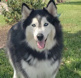 Charles #husky-poster-dog