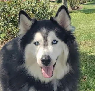 Charles #husky-poster-dog