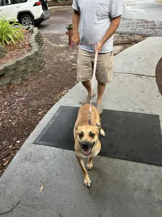 Nala