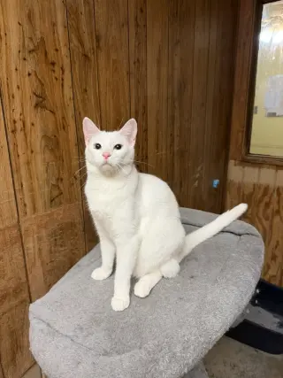 Smudge