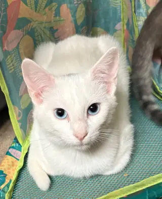 Smudge