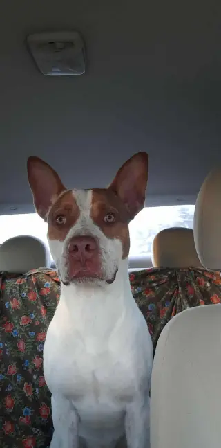 Ajax