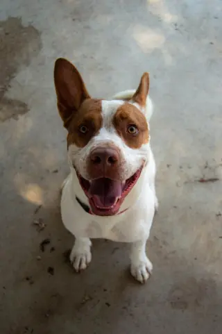 Ajax