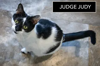 Judge Judy (FCID# 09/22/2025 - 68)