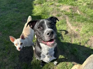 WIGGLEBUMS