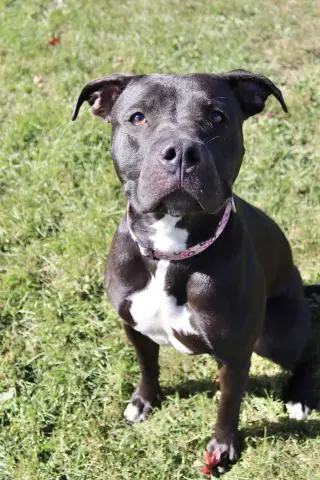 Sasha (sponsored fee)