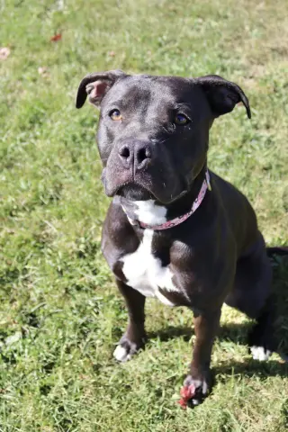 Sasha (sponsored fee)