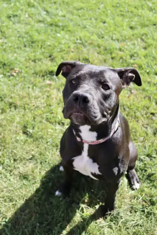 Sasha (sponsored fee)