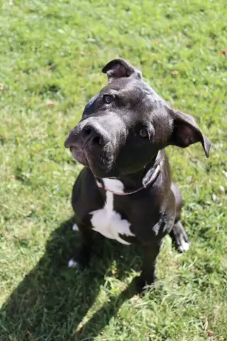 Sasha (sponsored fee)