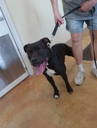 Sasha (sponsored fee)