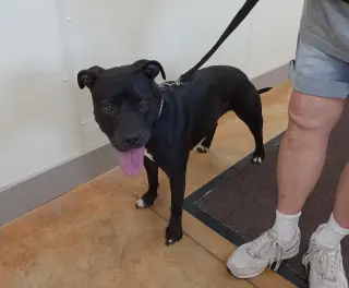 Sasha (sponsored fee)