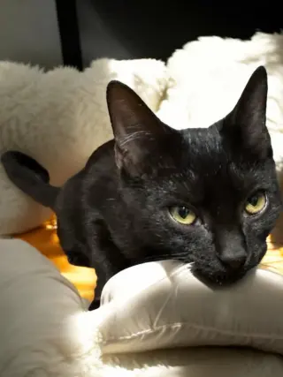 Tango