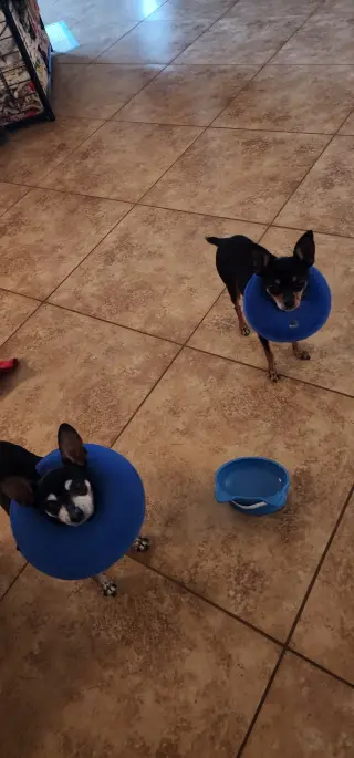 Mia & Pickles
