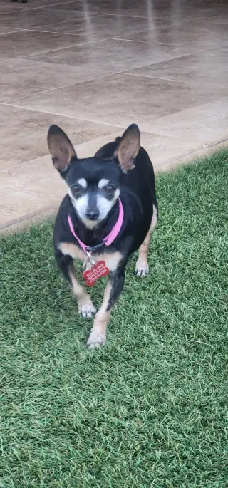 Mia & Pickles