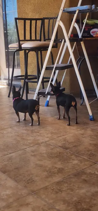 Mia & Pickles