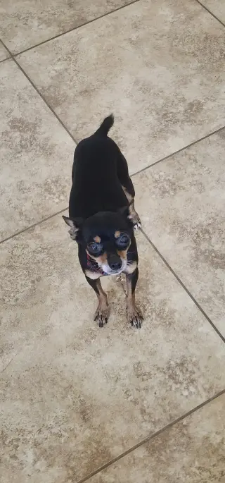 Mia & Pickles