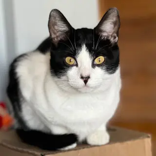 Miss Maple (Bonded with Scotty)