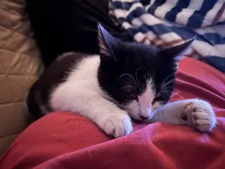 Miss Maple (Bonded with Scotty)