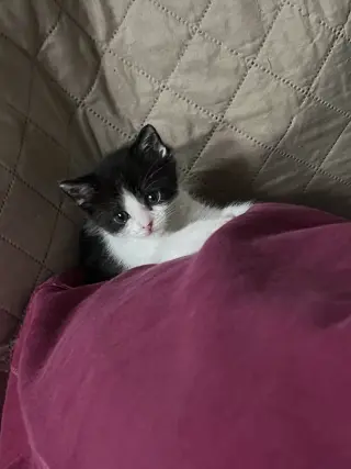 Miss Maple (Bonded with Scotty)