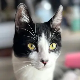 Miss Maple (Bonded with Scotty)