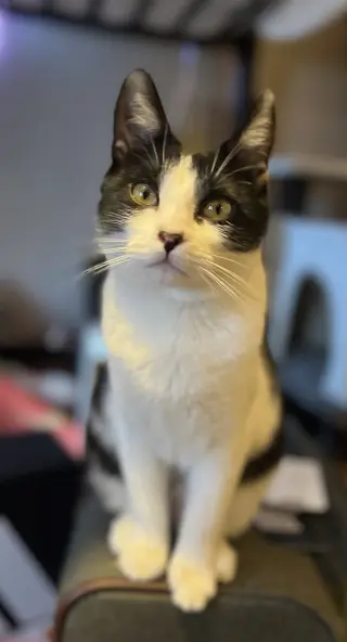 Miss Maple (Bonded with Scotty)