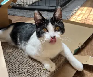 Miss Maple (Bonded with Scotty)