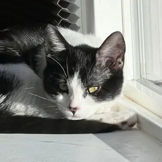 Miss Maple (Bonded with Scotty)
